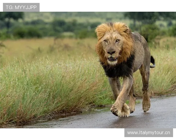 非洲雄狮崛起:揭示大草原背后的王者崛起与生态变革 - 副本 (4) 非洲雄狮崛起:揭示大草原背后的王者崛起与生态变革 - 副本 (4)